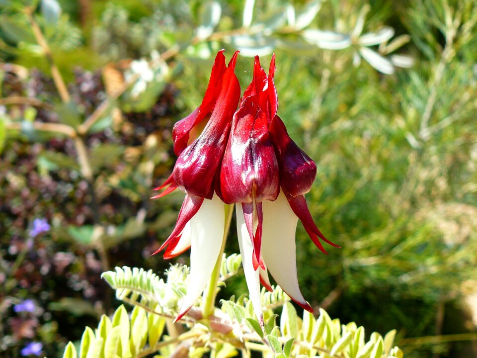 Aussie flower bushland photo