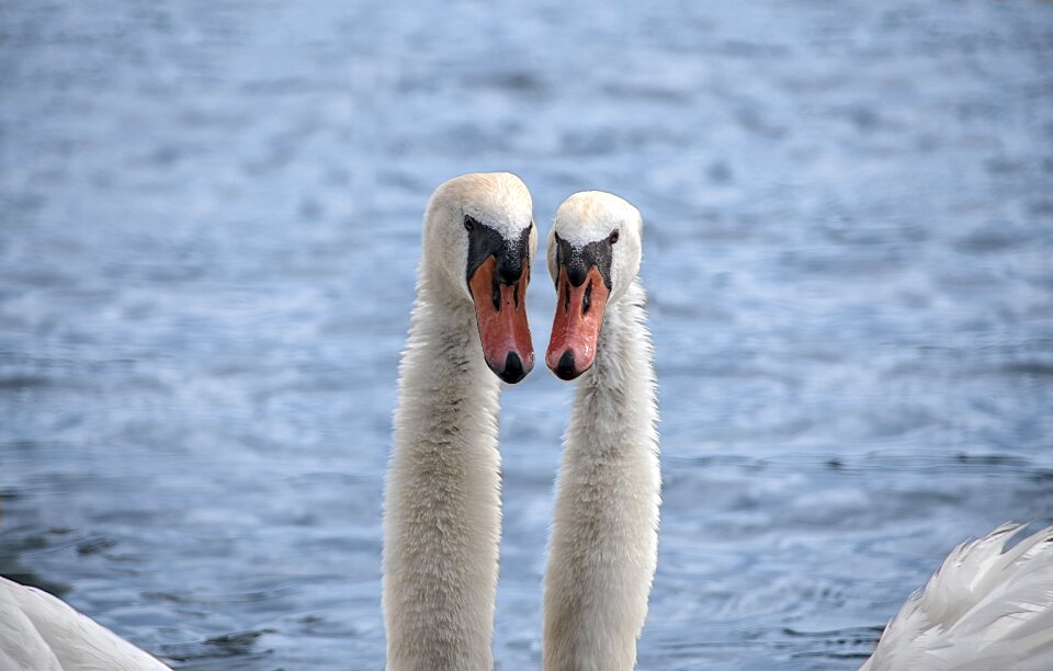 Swans partner partnership