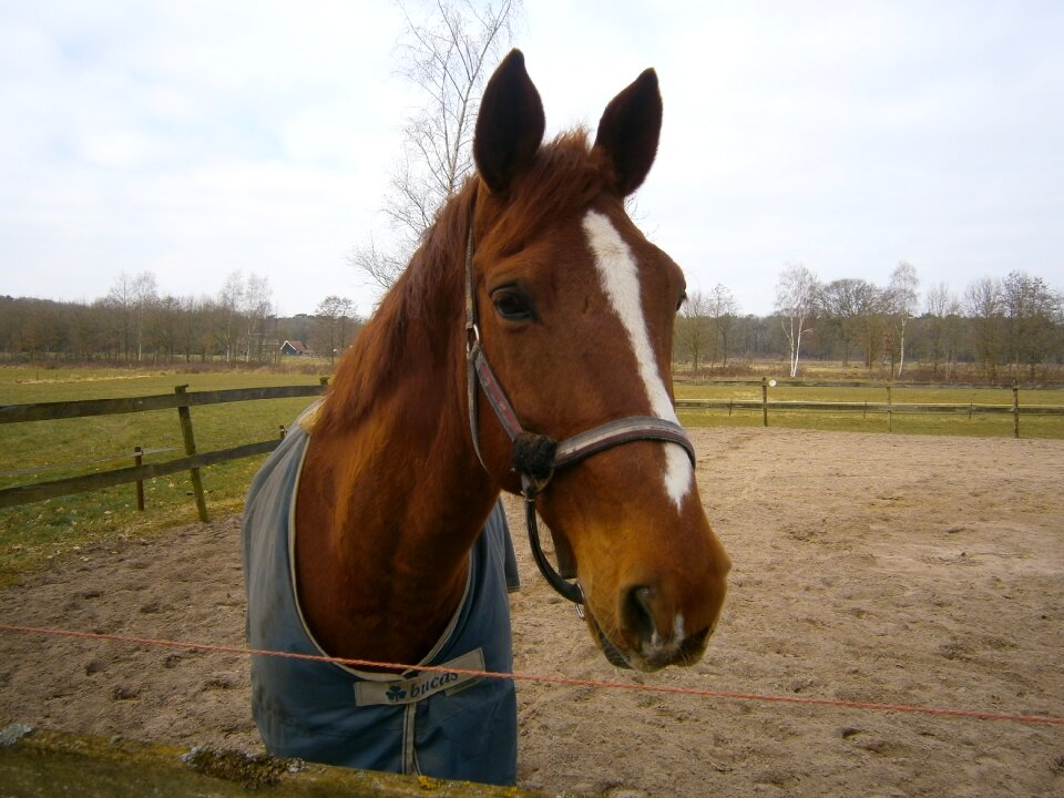 Horse nijverdal nature