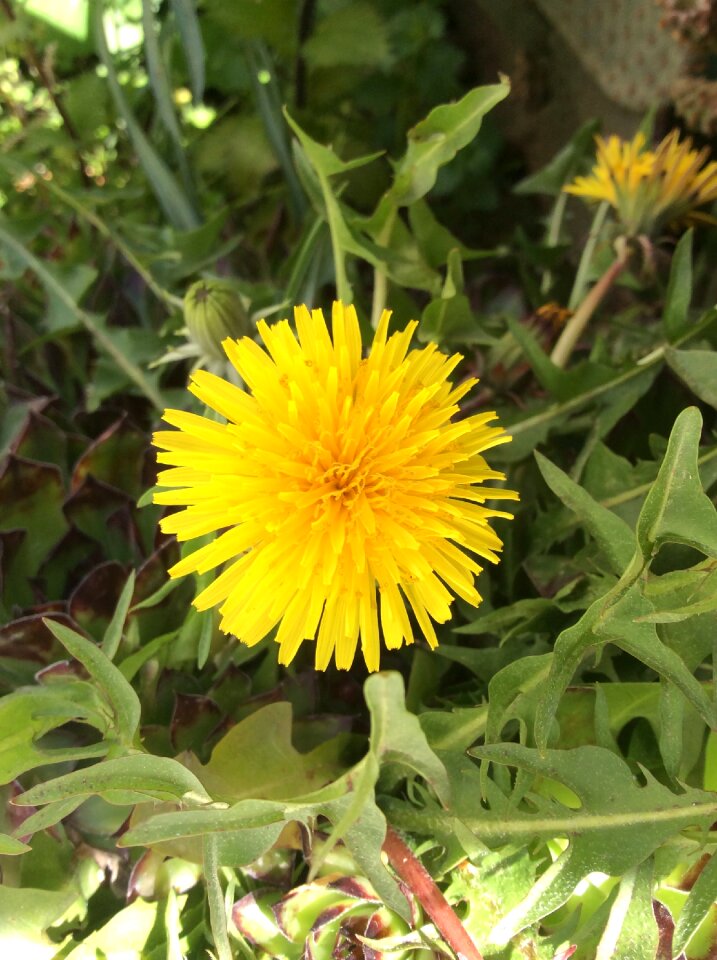 Yellow flower yellow spring