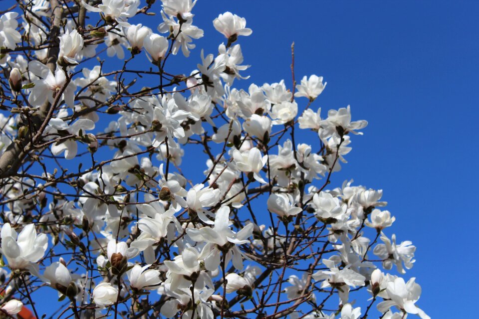 Tree spring blue sky