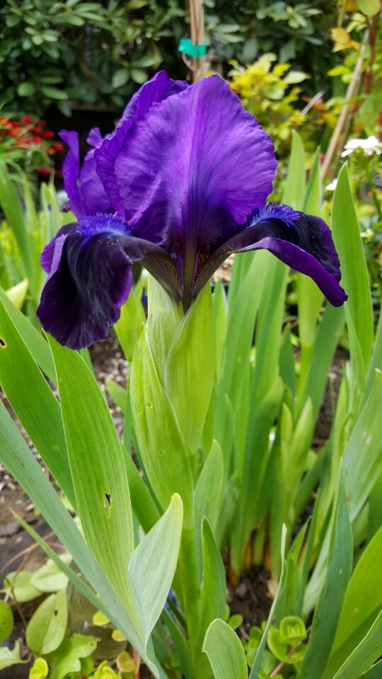 Iris flower