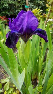 Iris flower