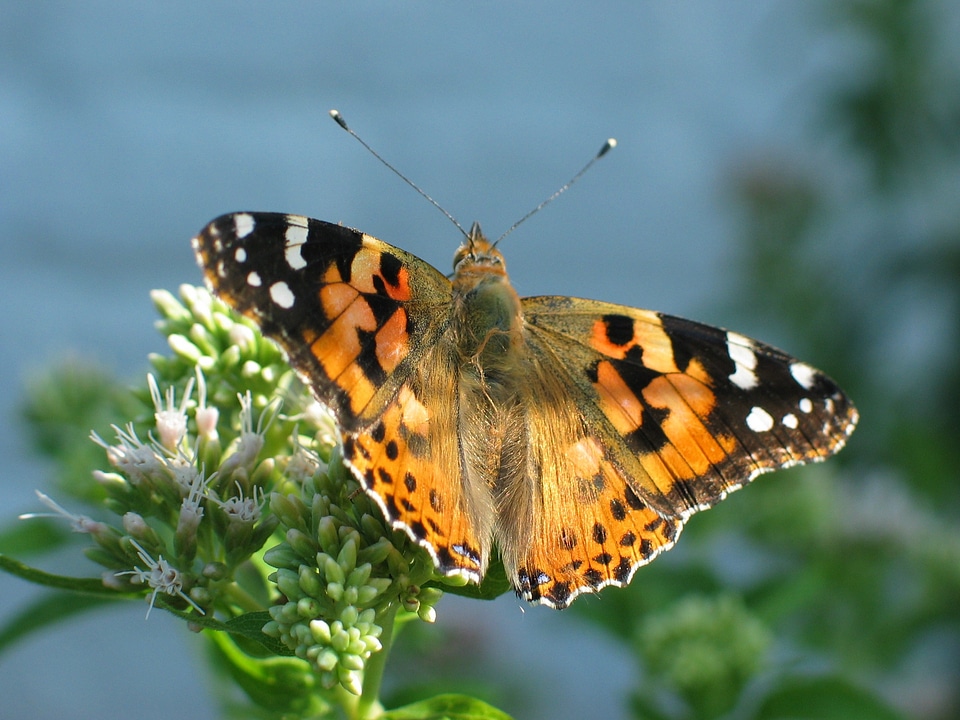 Orange painted lady nature