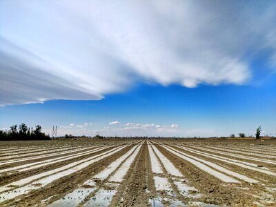 Cotton fields land cloud