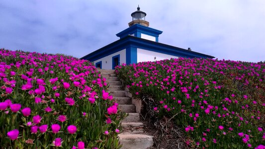Landscape lighthouse flowers