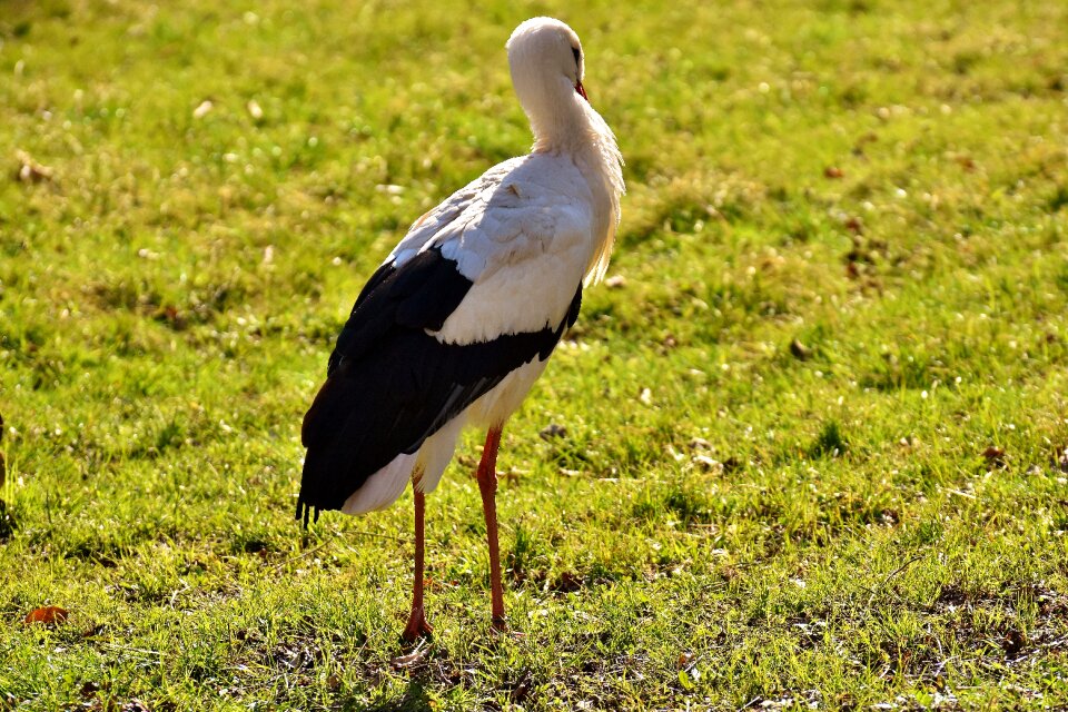 Meadow animal portrait rattle stork