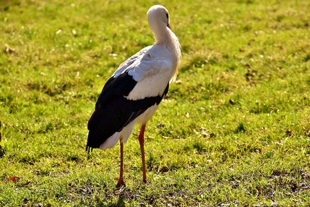 Meadow animal portrait rattle stork photo