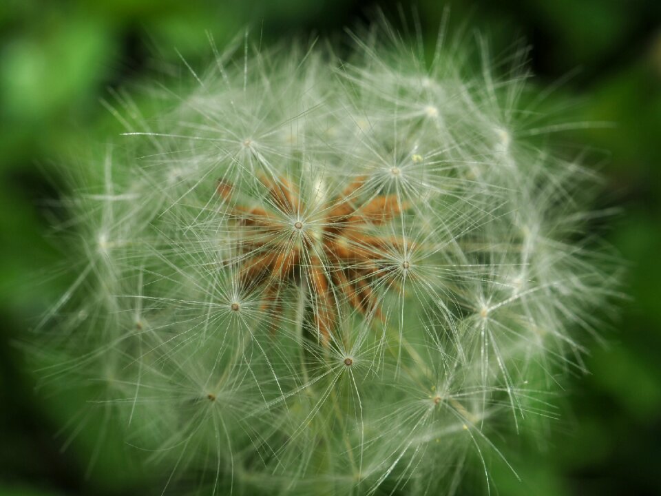 Fresh green fluff macro