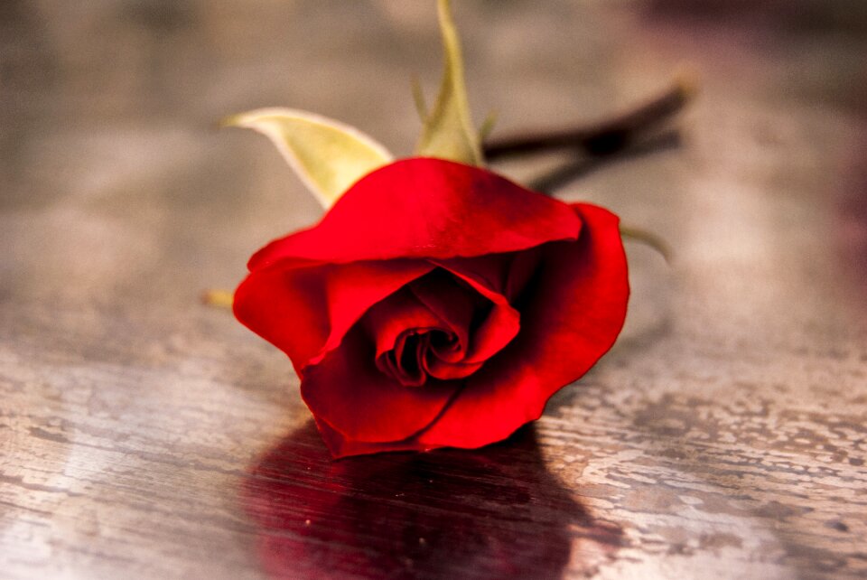 Roses nature red rose