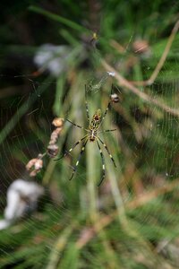 Insect arachnid network photo