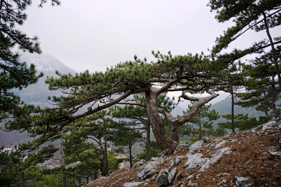 Conifer tree landscape