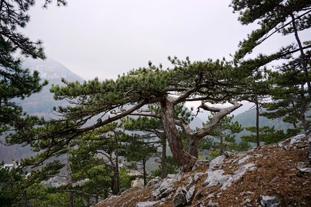 Conifer tree landscape photo