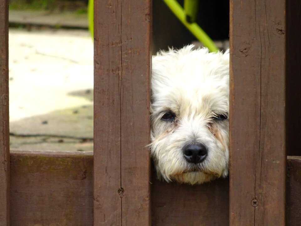 Cute cute dog