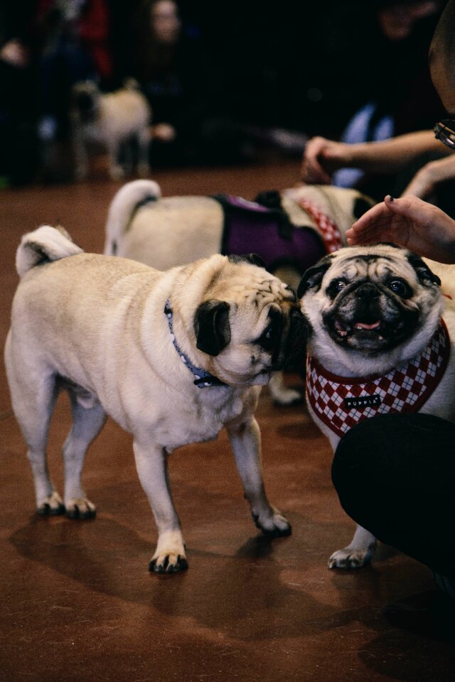 Funny cute breed