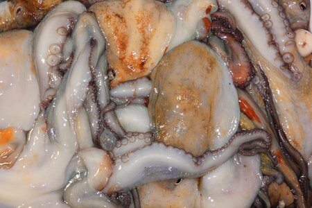 Seafood mixed catch