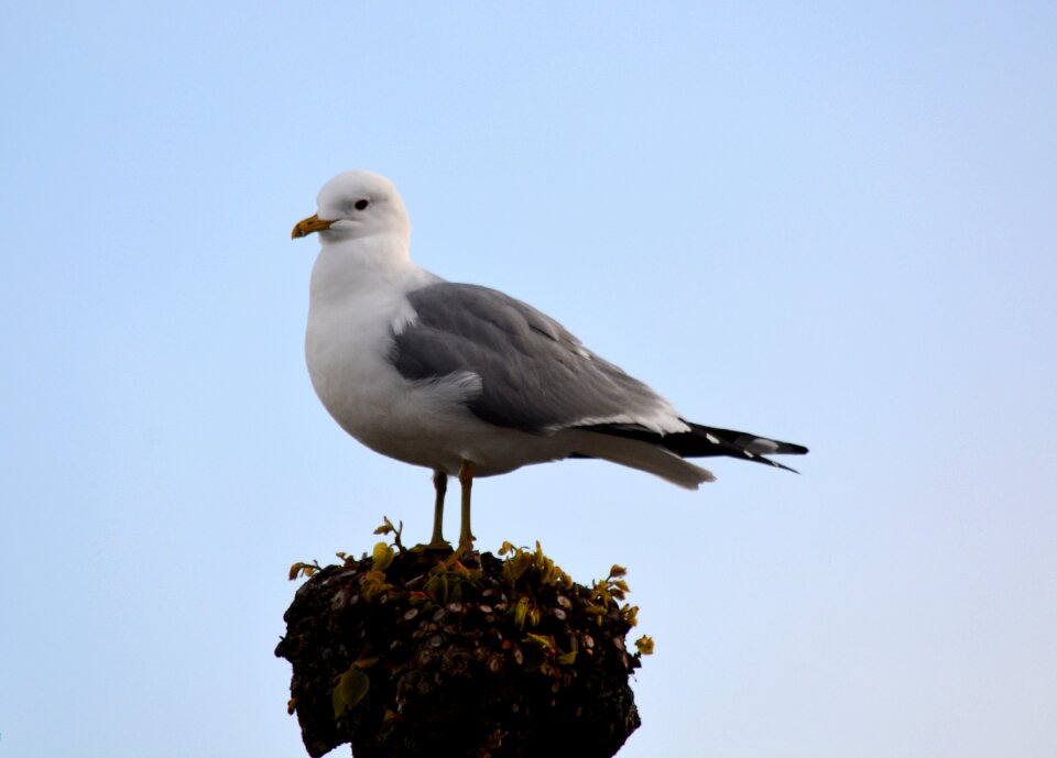 Seagull bird close up photo