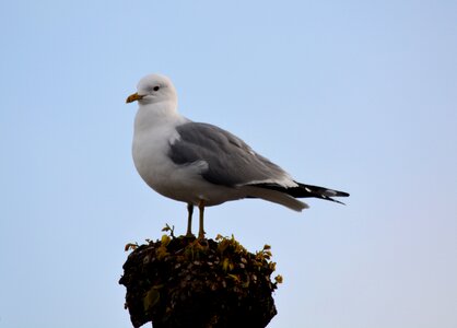 Seagull bird close up