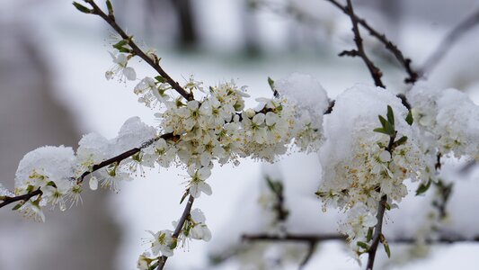 Spring snow flower photo