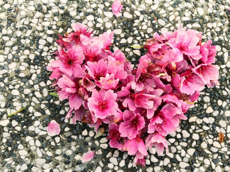 Cherry blossoms love small stone