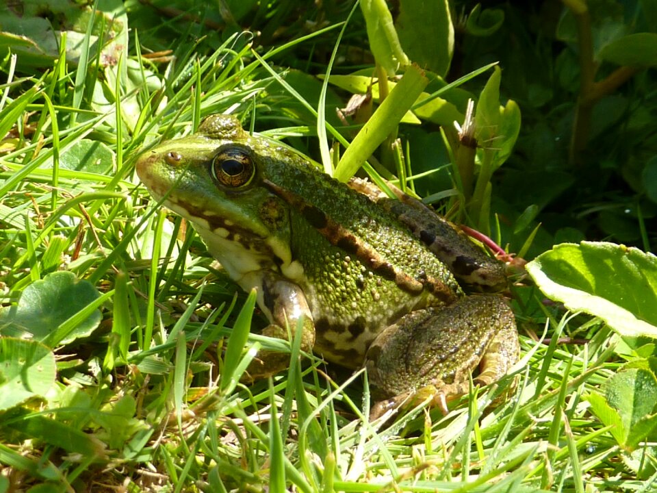 Gerardo frog pond photo