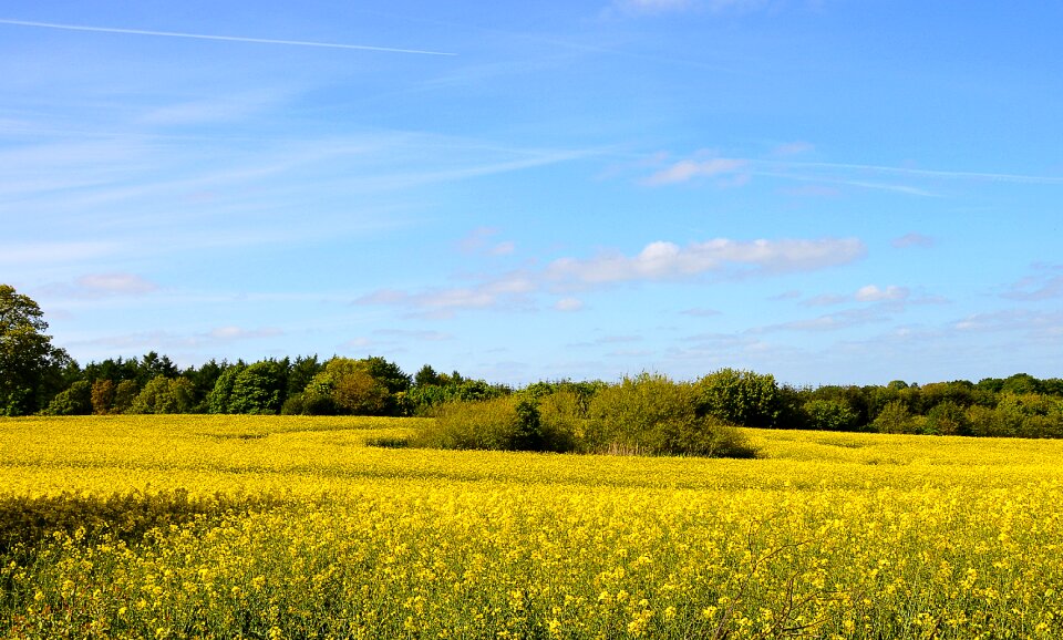 Field of rapeseeds landscape agriculture