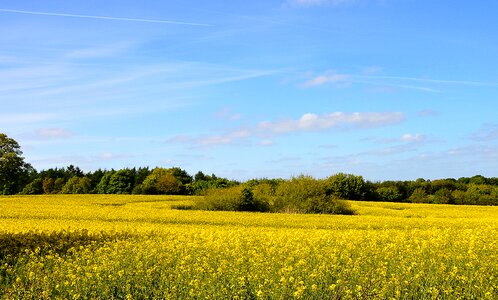 Field of rapeseeds landscape agriculture photo