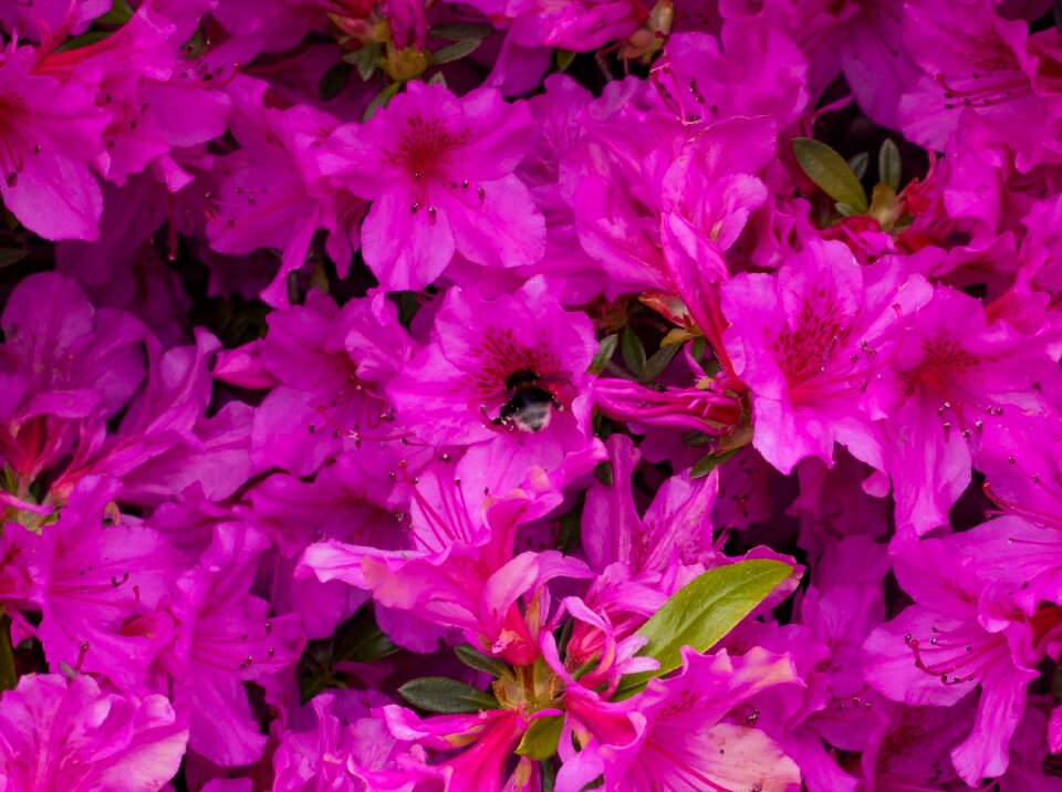 Hummel purple flower