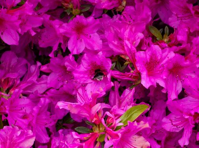 Hummel purple flower photo