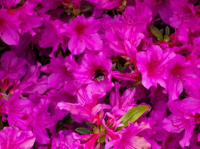 Hummel purple flower