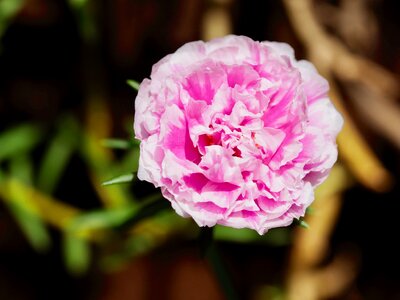 Flower color pink ornamental garden