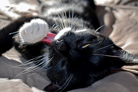 Pet black and white cat plaster cat