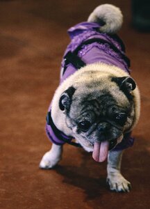 Funny cute breed