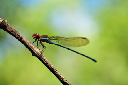 Forest dragonfly leaf photo