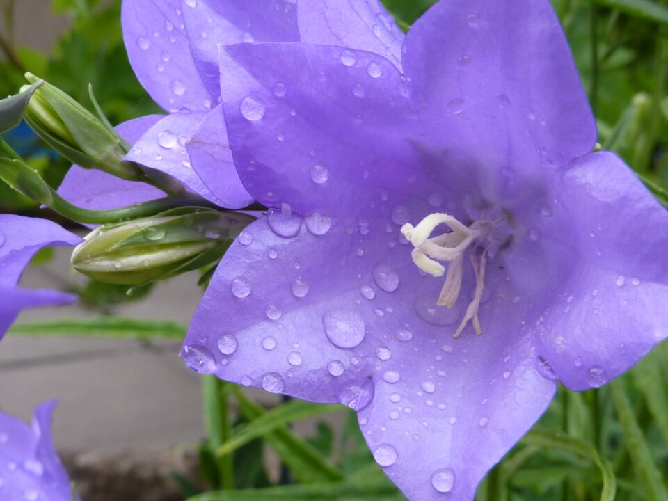 Dewdrop blue blossom tender