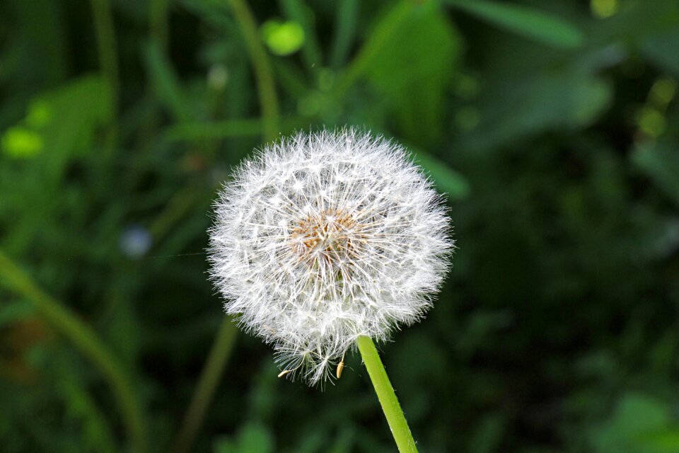 Seed dandelion wild flower