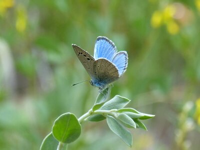 Butterfly lepidopteran blaveta of the farigola