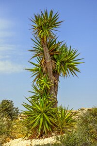 Nature exotic cactus park