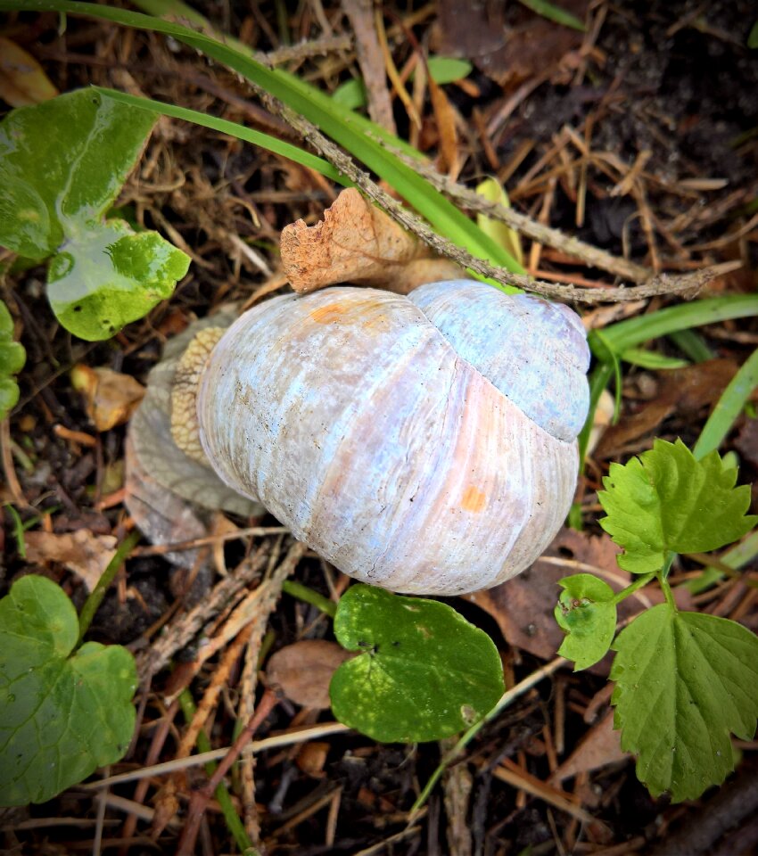 Shell mucus garden