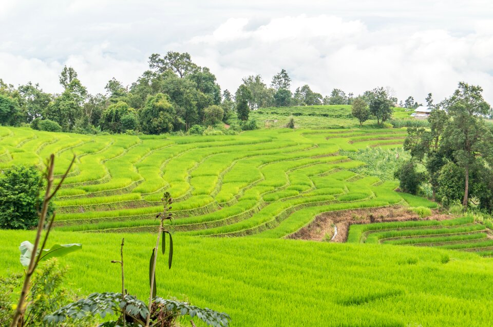 Chiang mai rice landscape