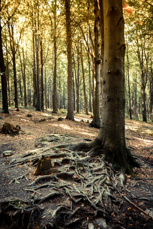 The roots of the green nature