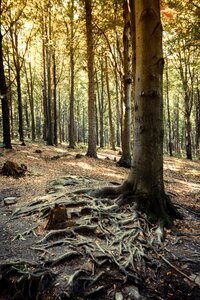 The roots of the green nature photo