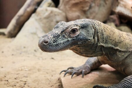 Animals nature zoo photo