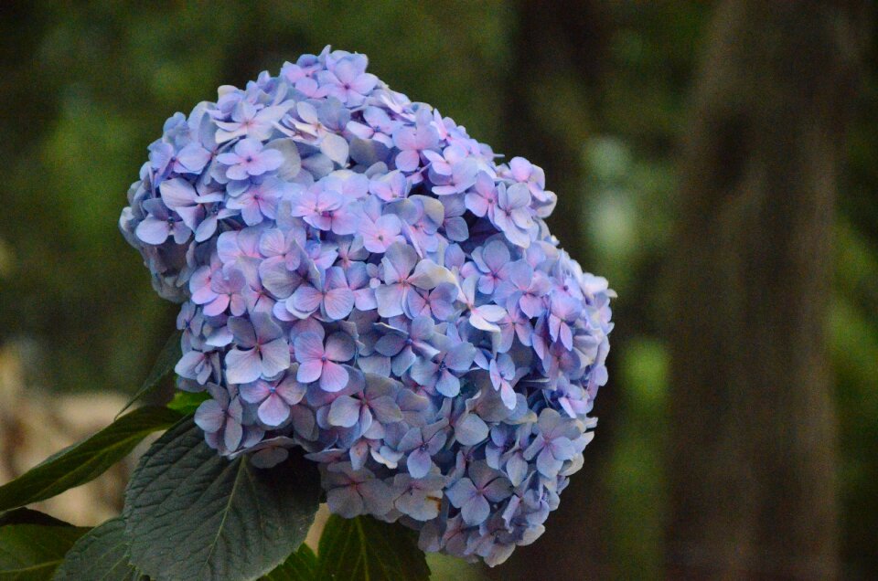 Purple flower purple hydrangea