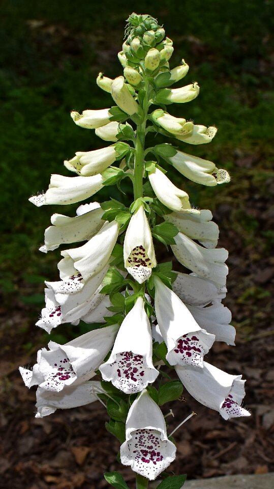 Bloom plant medicinal