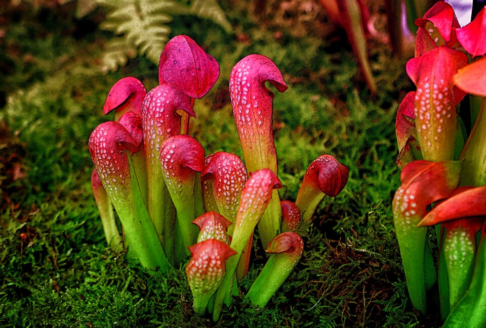 Nature growth spring