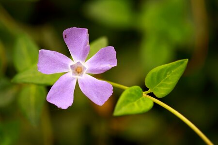 Nature macro plant