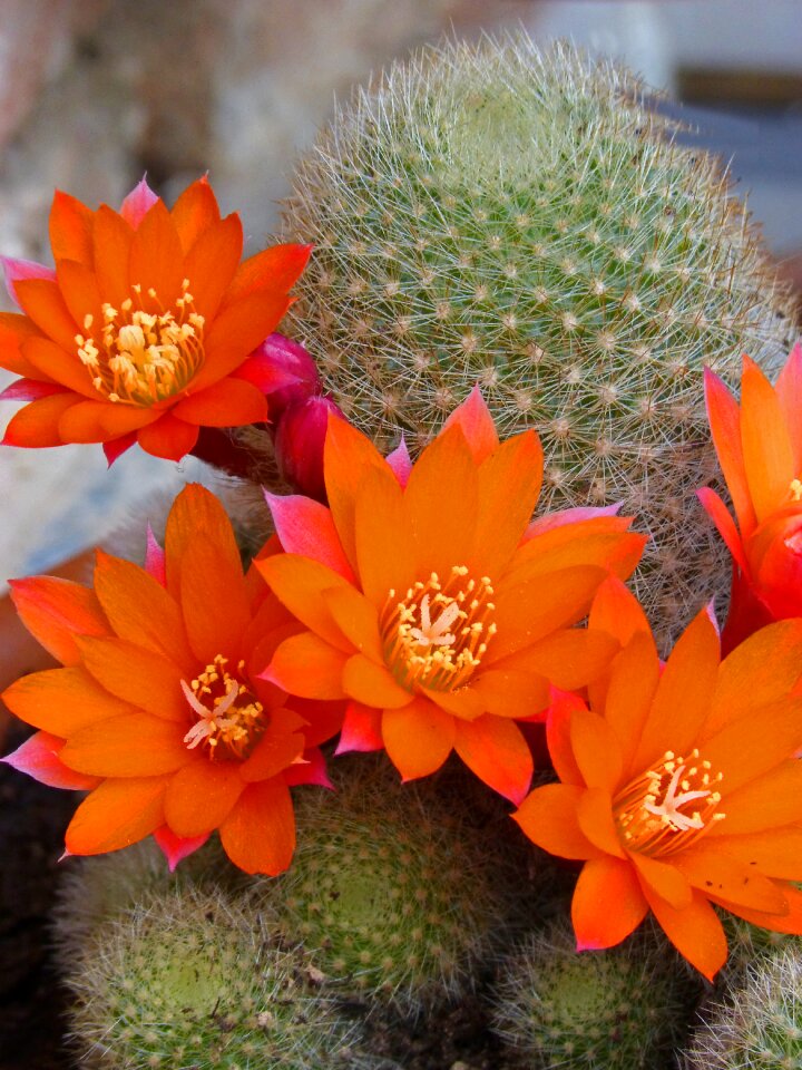 Cactus flower of the cactus flowering cactus