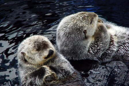 Aquatic animals peloacqua lisbon