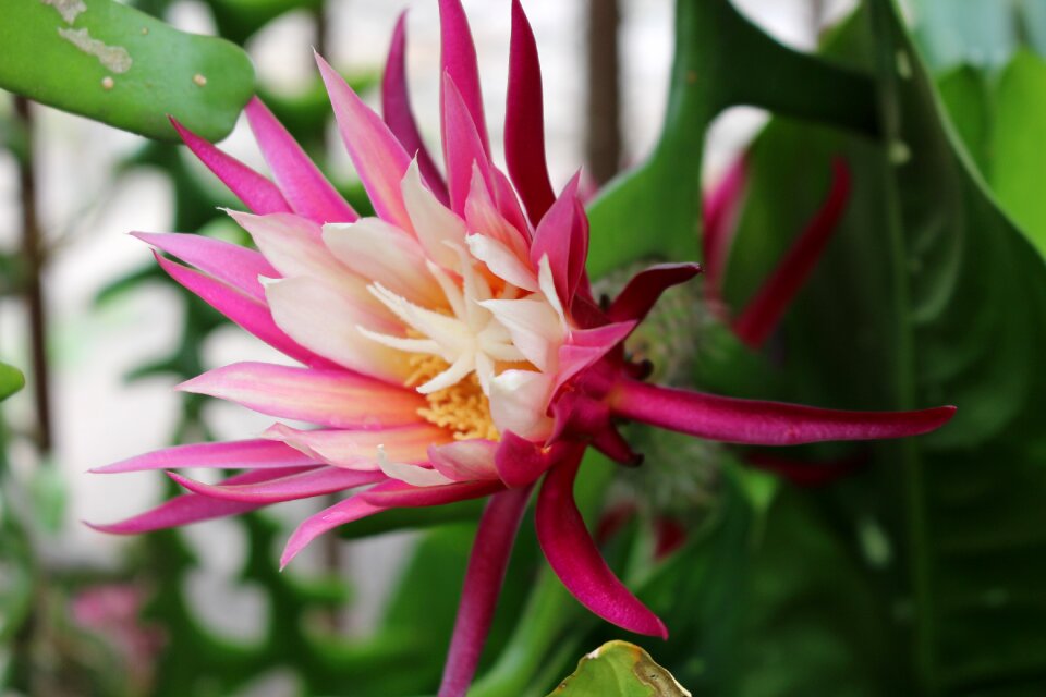 Plants garden exotic plant
